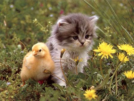 miaou