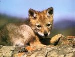 Renard