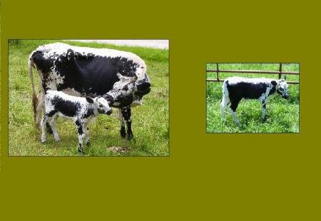 VACHES